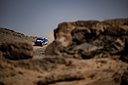Prologue_Dakar2025_Coronel_11.jpg